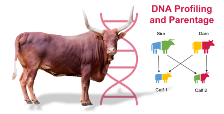 Cattle DNA Profiling and Parentage